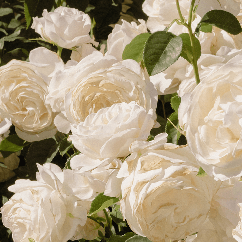 Rosy Glow Air Scent Refill